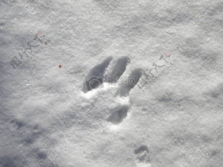 冬天雪地里的动物爪子