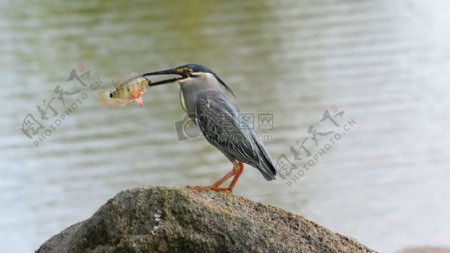 石头上吃鱼的鸟