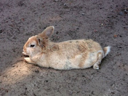地面上的小兔子