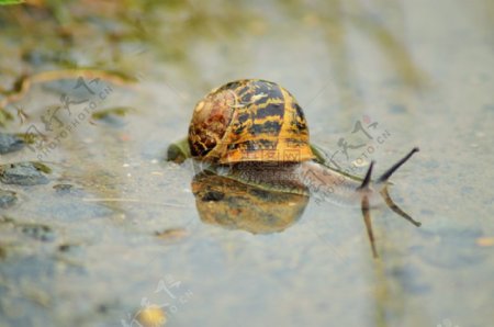 水面上的蜗牛