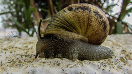 沙地上的蜗牛