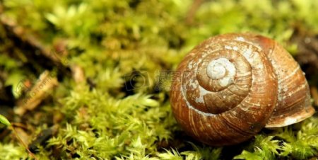 草丛中的小蜗牛