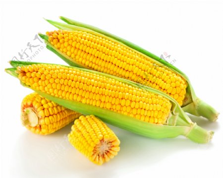 新鲜玉米摄影图片