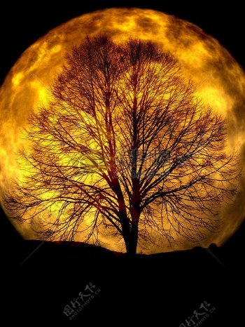 月光下的树枝