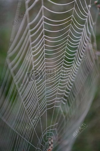 树林里的蜘蛛网