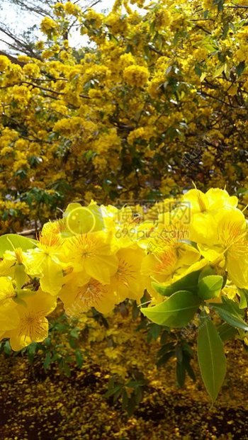 阳光下的黄色花