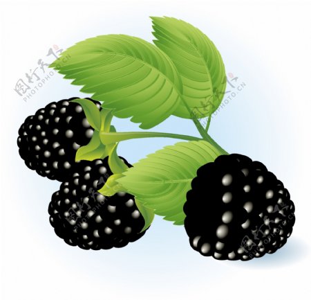 黑莓向量
