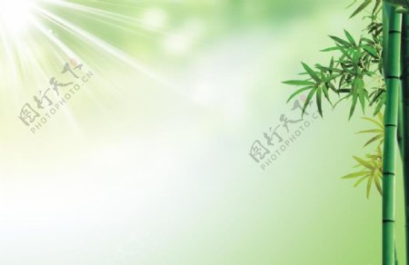 绿色阳光竹子背景图