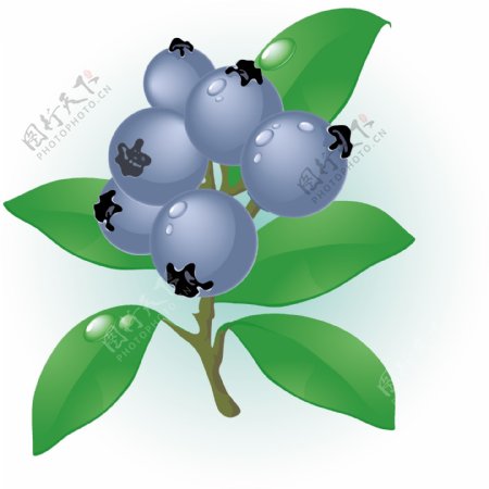 蓝莓向量