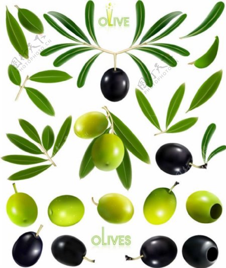 油橄榄和橄榄设计矢量素材