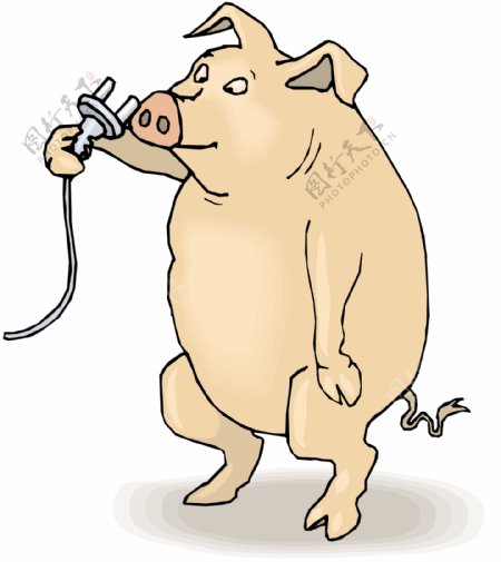 猪用鼻子塞
