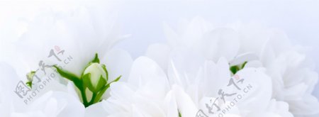 白色花朵唯美清新背景banner