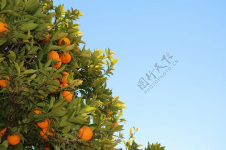 橘子天空蓝色