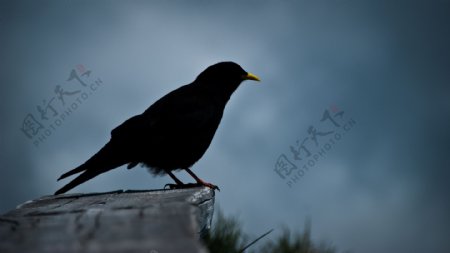 一只纯黑色的乌鸦
