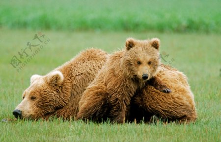 大熊与小熊