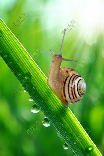 绿叶上的蜗牛