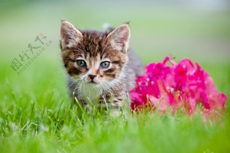 草地上的小猫