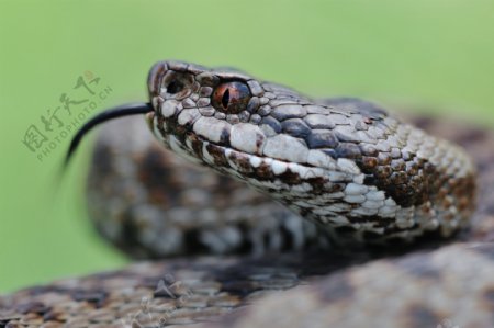 吐舌头的蛇