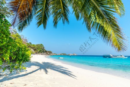 海滩椰子树高清素材