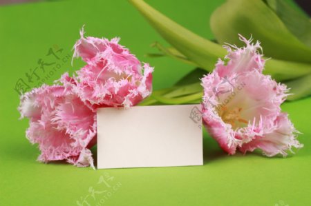 花朵与卡片