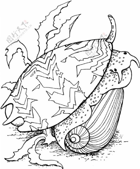 海贝海螺027
