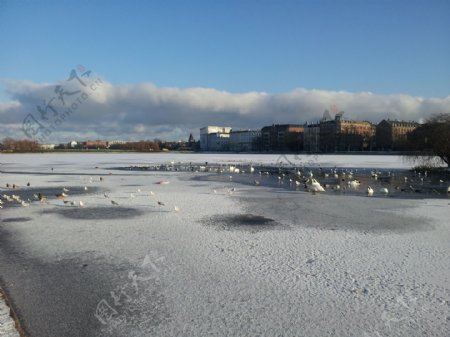 冬日的天鹅湖图片