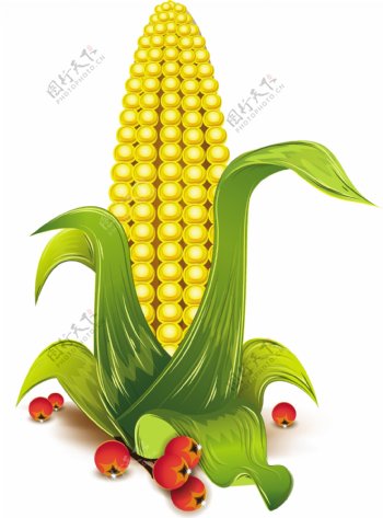 玉米的向量元素