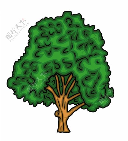 橡树的绿色的树