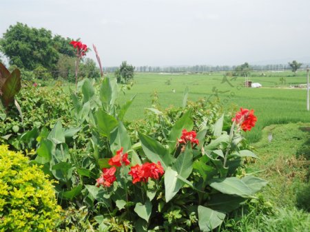 农田水稻远景图片