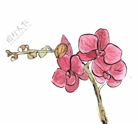 位图植物写意花卉花朵兰花免费素材