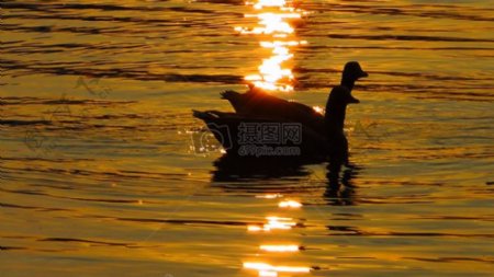 夕阳下水面上的鸭子