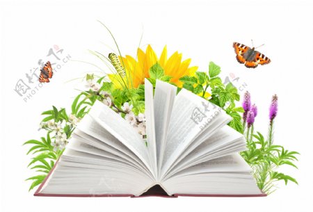 书本与鲜花蝴蝶