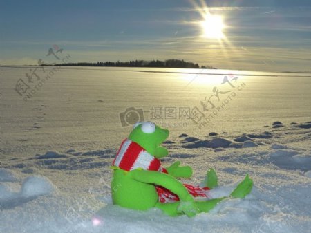 坐在雪地里的青蛙