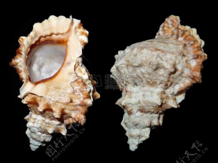 漂亮的海蜗牛壳
