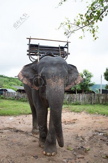 泰国旅游之大象