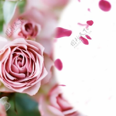 粉色玫瑰花简约背景图