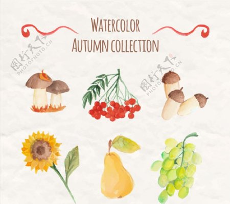 6款水彩绘秋季植物与水果矢量图