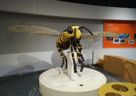 博物馆里的蜜蜂