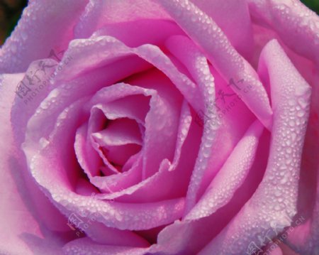 3D高清粉色玫瑰背景墙