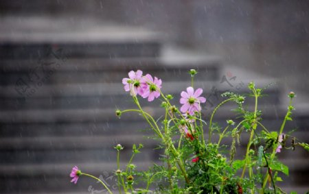 雨中花草
