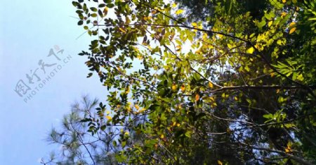 日光下的树叶延时摄影