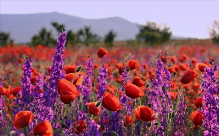 紫色野花红色罂粟花