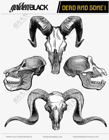 素描野兽头骨标本