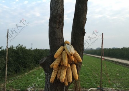 一颗挂玉米的树