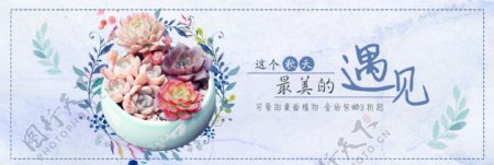 紫色文艺小清新多肉植物淘宝banner淘宝海报