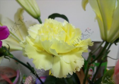 黄色康乃馨粉色母亲花