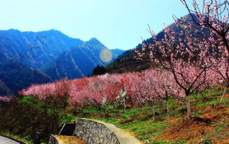 竹林关桃花谷