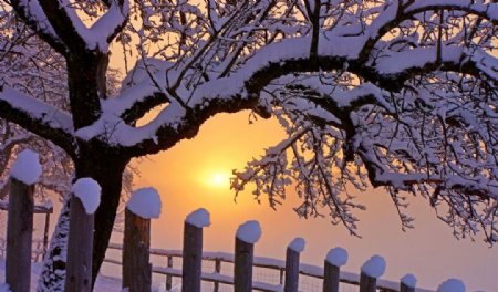 落满白雪的树木