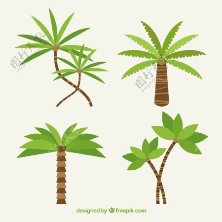 棕榈树的平面设计