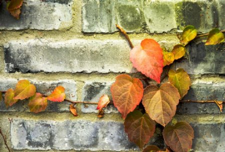 斑驳岁月墙壁上的叶子